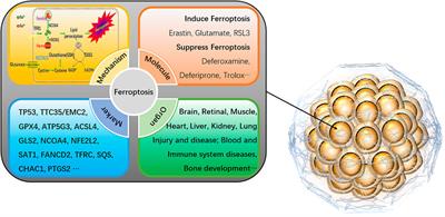 The three-dimension preclinical models for ferroptosis monitoring